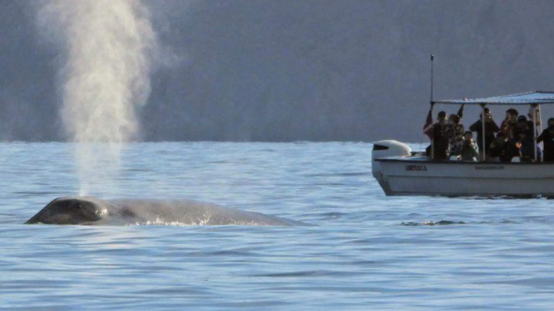 ballenas azules en Loreto 1